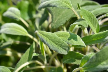 Genel adaçayı yaprakları - Latince adı - Salvia officinalis