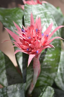 Bromeliad Primera çiçeği - Latince adı - Aechmea fasciata Primera