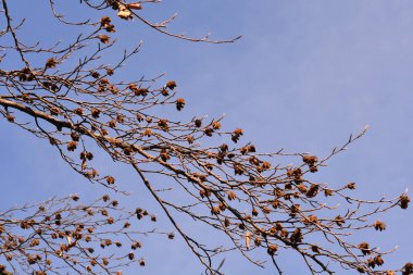 Fagus sylvatica Atropurpurea lakaplı boş tohumlu Mor Avrupa kayın dalları