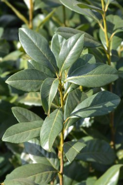 Laurel vişneli Rotundifolia yaprakları - Latince adı - Prunus laurocerasus Rotundifolia