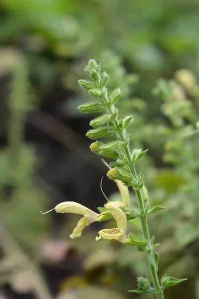 Himalaya Bulut Adaçayı Sarı Çiçek Latince Adı Salvia Nubicola — Stok fotoğraf