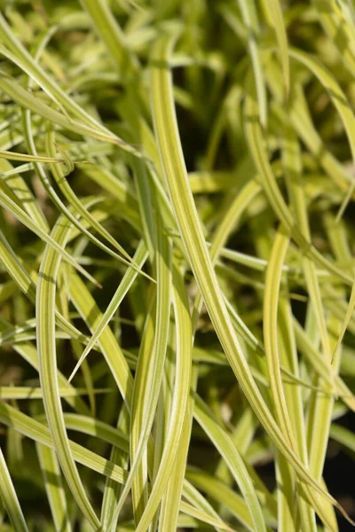 Японське Листя Трави Латинська Назва Carex Morrowii — стокове фото