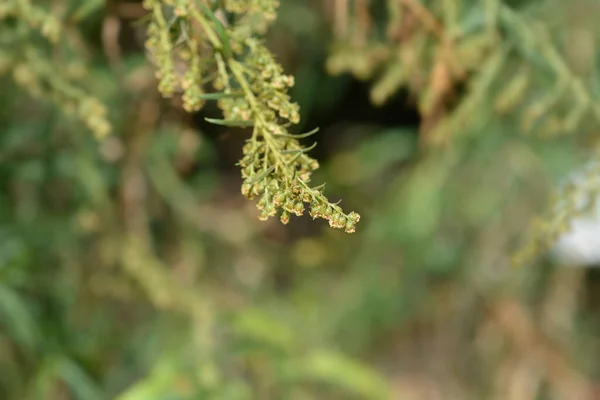 Estragon Kleine Blüten Lateinischer Name Artemisia Dracunculus — Stockfoto