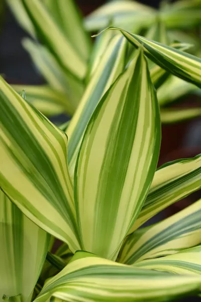 Cornstalk Dracena Golden Coast Latin Name Dracena Fragrans Golden Coast — Stock Photo, Image