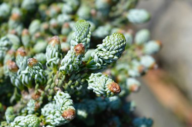 Koreli firavun Kohouts Buz Kırıcı - Latince adı Abies Koreana Kohouts Buz Kırıcı