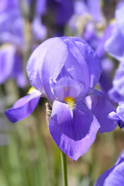 Southern Adriatic Iris Латинское Название Iris Pseudopallida Iris Pallida Subsp — стоковое фото