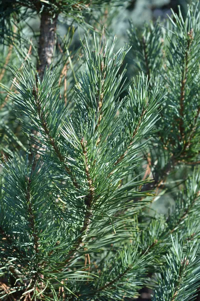 Scots Pine Glauca Guins Latin Name Pinus Sylvestris Glauca — стокове фото