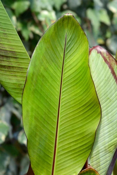 Černé Listy Etiopského Banánu Latinský Název Ensete Ventricosum Maurelii — Stock fotografie