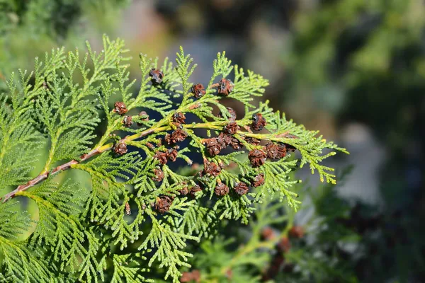 Alumi Falscher Zypressenzweig Mit Zapfen Lateinischer Name Chamaecyparis Lawsoniana Alumii — Stockfoto