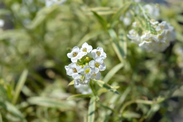 Sweet Alyssum White Flowers Latin Name Lobularia Maritima Alyssum Maritimum — Stock Photo, Image