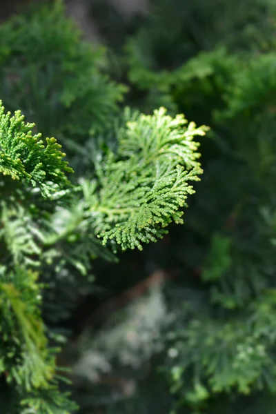 Hinoki Cypress Gracils Łacińska Nazwa Chamaecyparis Obtusa Gracils — Zdjęcie stockowe