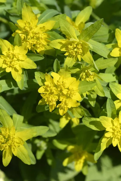 Poduszka Wilczomlecz Żółte Kwiaty Łacińska Nazwa Wilczomlecz Pstry Euphorbia Polychroma — Zdjęcie stockowe