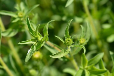 Limon sarısı sahte altın renkli çiçek tomurcukları - Latince adı - Heterotheca kampporum var. glandulissimum
