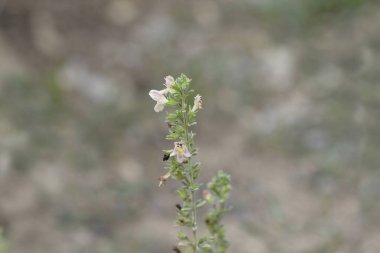 Visianis tuzlu yaprakları - Latince adı - Satureja visianii