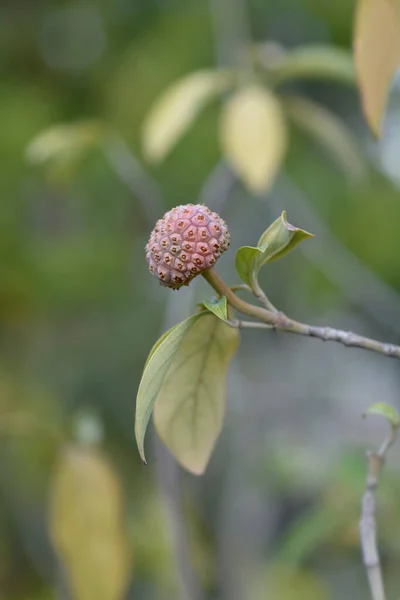 Himalayan Evergreen Dogwood Unripe Fruit Latin Name Cornus Capitata — Stock Photo, Image