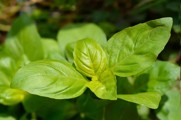 Dedaunan Kemangi Umum Nama Latin Ocimum Basilicum — Stok Foto