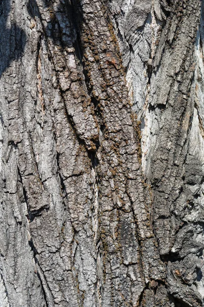 Lombardische Pappelrinde Lateinischer Name Populus Nigra Var Kursiv — Stockfoto