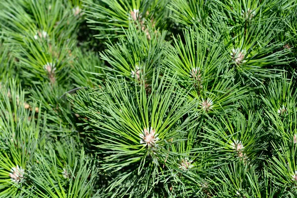 Карликовая Чёрная Сосна Pierrick Bregeon Латинское Название Pinus Nigra Pierrick — стоковое фото