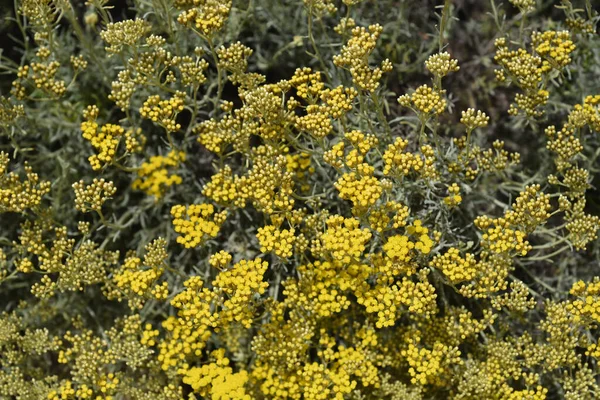 Італійські Вічні Жовті Квіти Латинська Назва Helichrysum Italicum — стокове фото