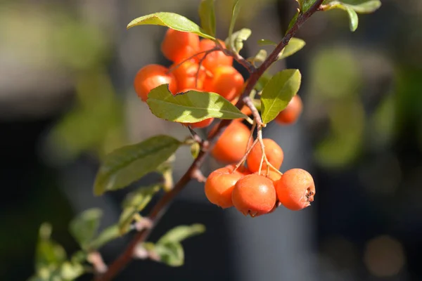 Камін Золотий Charmer Латинська Назва Pyracantha Золотий Чармер — стокове фото