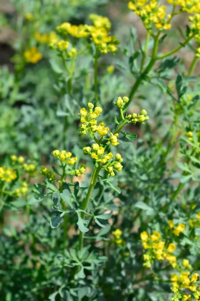 Common Rue Lateinischer Name Ruta Graveolens — Stockfoto