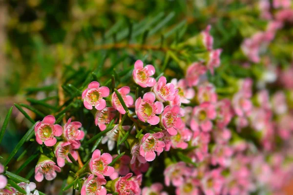 Geraldton Wax Flowers Nombre Latino Chamelaucium Uncinatum — Foto de Stock