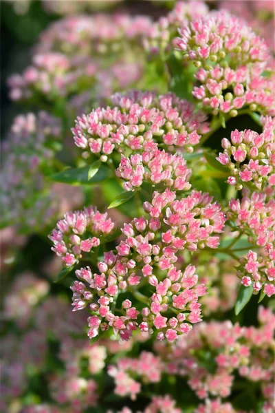 Stonekrop Herbstfreude Blommor Latinskt Namn Hylotelephium Spectabile Herbstfreude Sedum Spectabile — Stockfoto