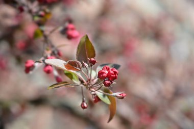 Yaban elması çiçekleri - Latince adı - Malus x purpurea