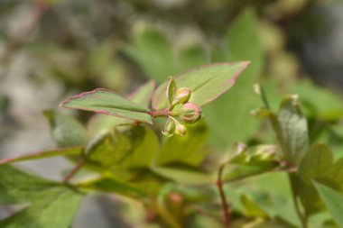 St. Johns Wort Tricolor - Latince adı - Hypericum x moserianum Tricolor