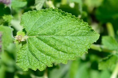 Türk adaçayı yaprakları - Latince adı - Salvia napifolisi