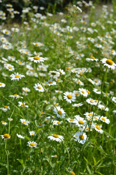 Feld Voller Weißer Gänseblümchen Lateinischer Name Leucanthemum Vulgare — Stockfoto