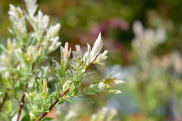 Dwarf Flamingo Willow Hakuro Nishiki Латинское Название Salix Integra Hakuro — стоковое фото