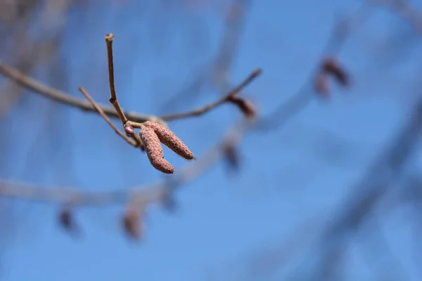 Çiçekli Genel Ela Dalı Latince Adı Corylus Avellana — Stok fotoğraf