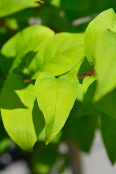 Koreański Abeleaf Łacińska Nazwa Abeliophyllum Distichum — Zdjęcie stockowe