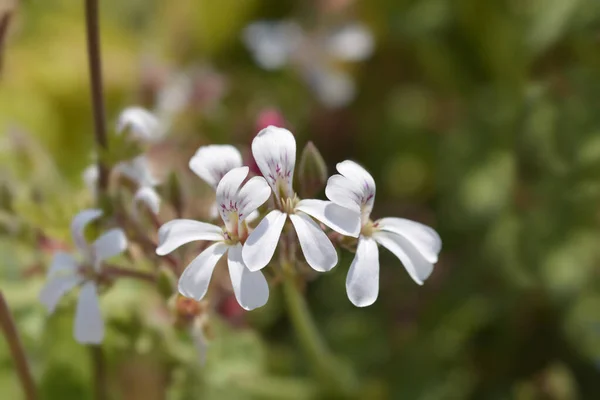 Geranio Perfumado Manzana Denominación Latina Pelargonium Fragrans — Foto de Stock