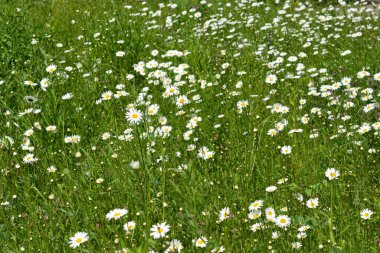 Beyaz papatya çiçekleriyle dolu bir tarla - Latince adı - Leucanthemum vulgare