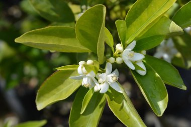 Limon çiçeği - Latince adı - Narenciye limon
