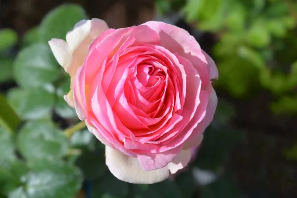 Róża Eden Różowy Kwiat Łacińska Nazwa Rosa Eden — Zdjęcie stockowe