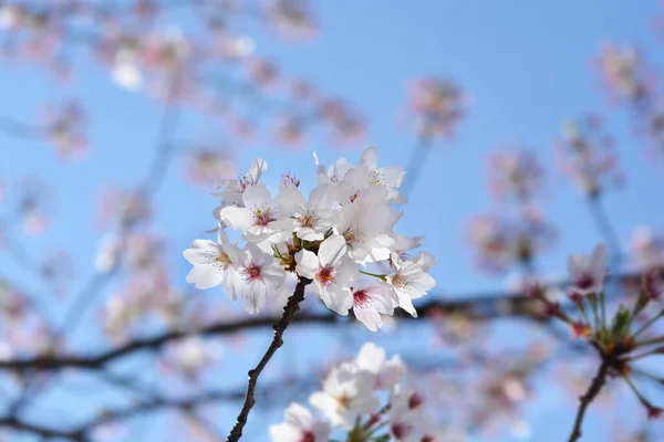 Ιαπωνικό Ανθοφόρο Κλαδί Κεράσι Λατινική Ονομασία Prunus Yedoensis — Φωτογραφία Αρχείου