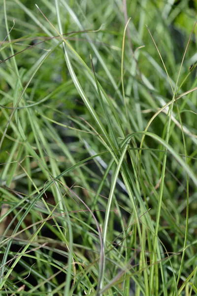 Chinese Silver Grass Adagio Leaves Latin Name Miscanthus Sinensis Adagio — Stock Photo, Image