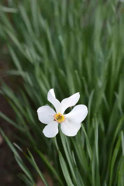 Poets Daffodil White Flower Latin Name Narcissus Poeticus — Stock Photo, Image