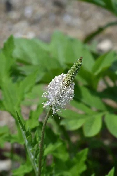 Ribwort Plantain Flower Latin Name Plantago Lanceolata — Stock Photo, Image