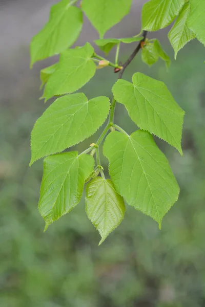 Hybrid Lime Branch Латинское Название Tilia Flavescens — стоковое фото