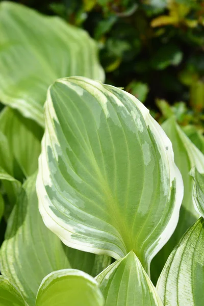 Plantain Lily Leaves Latin Name Hosta Hybrid — Stock Photo, Image