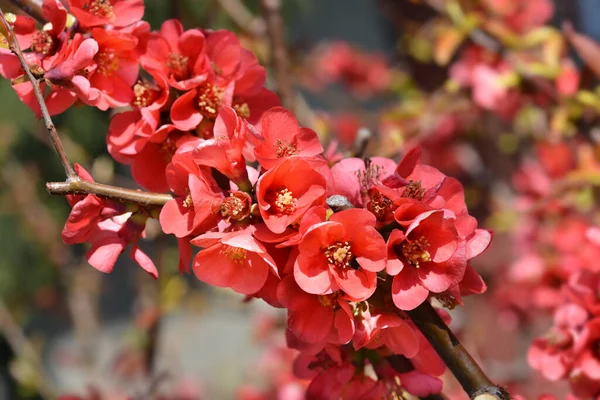 Japońska Pigwa Kwitnąca Łacińska Nazwa Chaenomeles Japonica — Zdjęcie stockowe