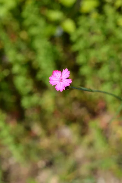 Cravo Croata Flores Rosa Nome Latino Dianthus Giganteus Subsp Croaticus — Fotografia de Stock