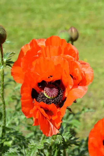 Orientalny Mak Feuerriese Nazwa Łacińska Papaver Orientale Feuerriese — Zdjęcie stockowe