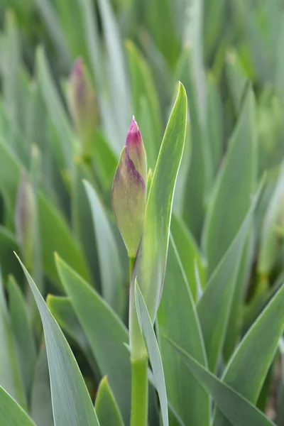 Illyrian Iris Flower Bud Латинское Название Iris Illyrica — стоковое фото