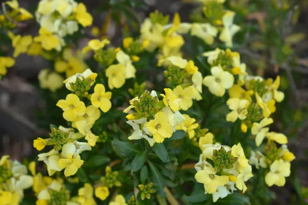 Sarı Duvar Çiçekleri Primerose Hanım Latince Adı Erysimum Cheiri Primerose — Stok fotoğraf