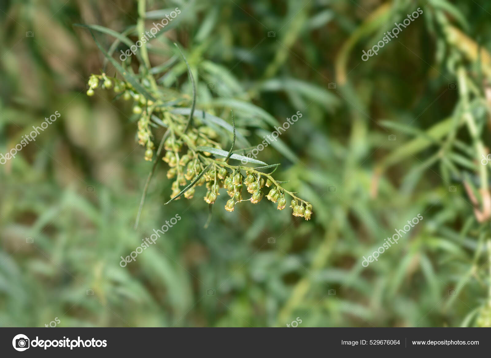 Tarragon Flowers